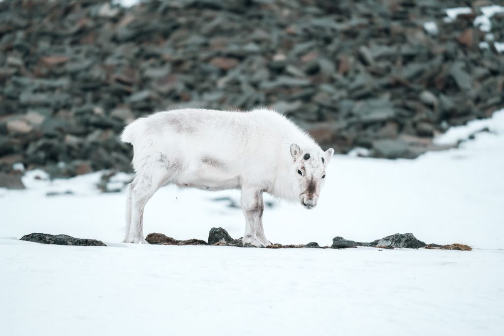 animal spitzberg